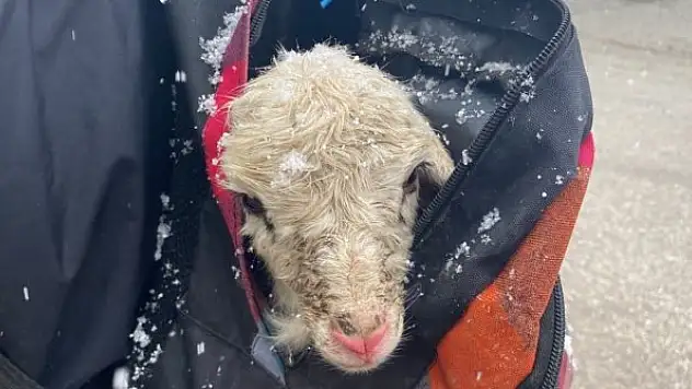 Yeni doğan kuzusu üşümesin diye sırt çantasında taşıdı