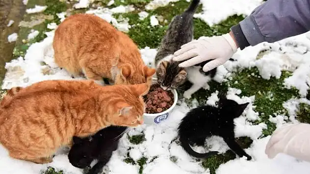 Can dostları emin ellerde