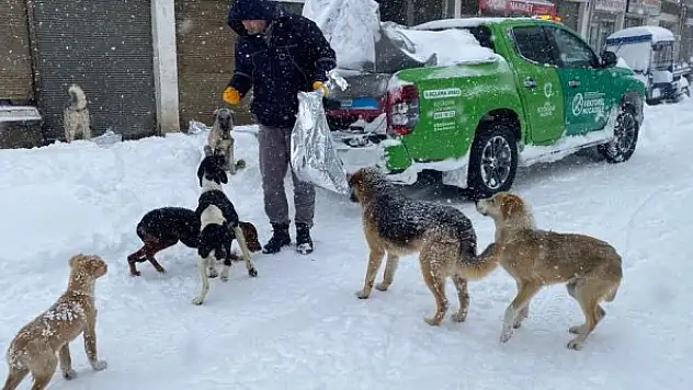 Sokak hayvanlarını besleme seferberliği