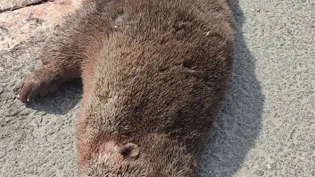 Diyarbakır'da su samuru yol kenarında ölü bulundu