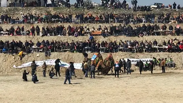 Soğuğa rağmen deve güreşleri nefes kesti