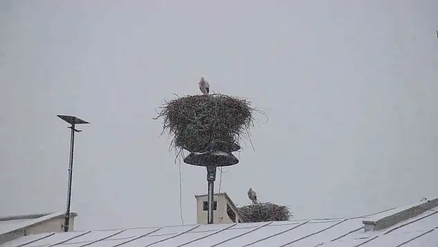 Iğdır'da 'Baharın müjdecisi' leylekler kar altında kaldı