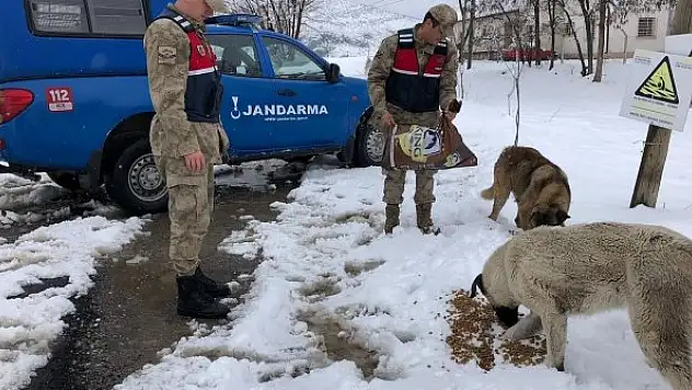 Jandarmadan can dostlara mama desteği