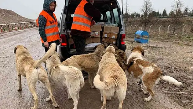 Köpekler için  her gün 50 kilometre yol gidiyor