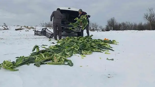 Trakya'da yaban hayatına 22 ton yem bırakıldı