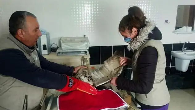 Yaralı Puhu tedavi altına alındı