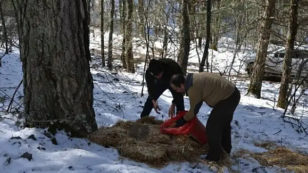Yaban hayvanlar beslendi