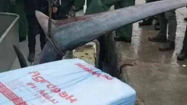 Balıkçıların ağına köpekbalığı takıldı