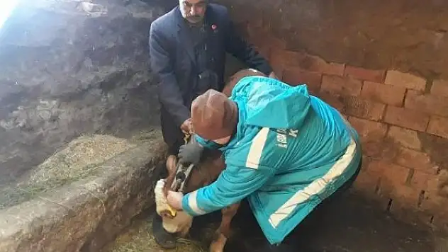 Kütahya'da büyükbaş hayvanlara aşı ve buzağı küpeleme işlemleri