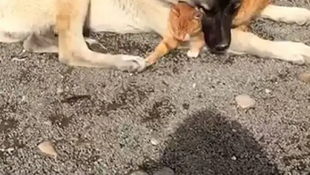 Kangal ile kedinin dostluğu insanlığa örnek oluyor