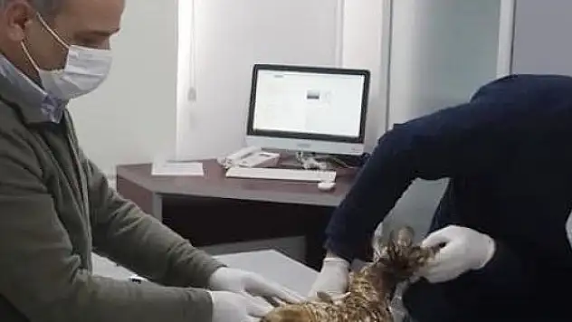 Yaralı şahin tedavi altına alındı