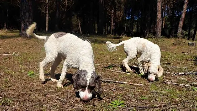 Dünyanın en pahalı mantarı 'trüf'ü radar köpekler buluyor