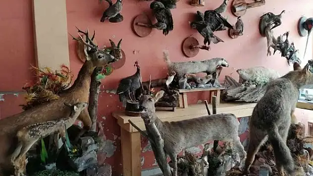 Ölü hayvanların içini doldurup işyerinde sergiliyor
