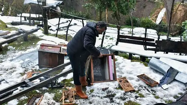 Aç kalan ayılar köye indi, 42 kovana zarar verdi