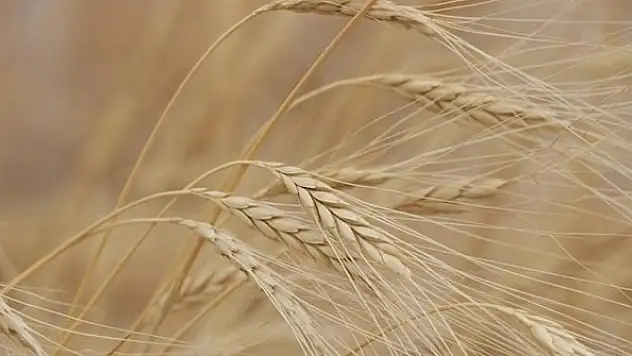 Salgının tetiklediği gıda milliyetçiliği, Rusya-Ukrayna savaşıyla tüm dünyayı sardı