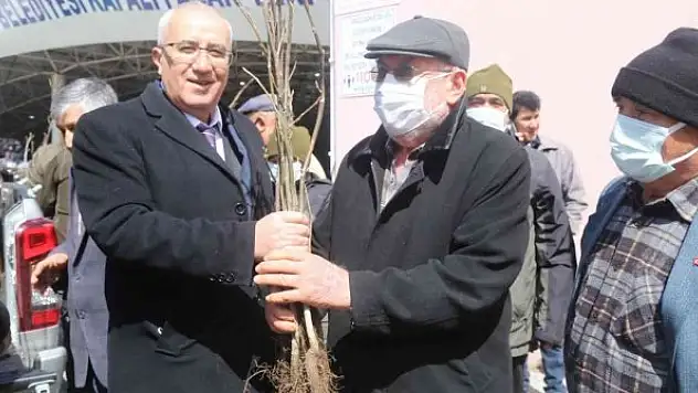 Vatandaşlara 9 bin adet aşılı ceviz fidanı dağıtıldı