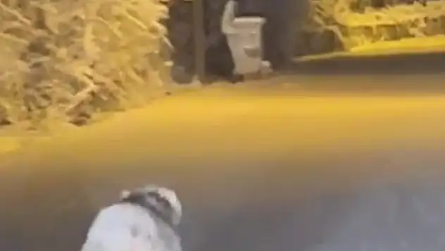 Elazığ'da aç kalan kurt ilçe merkezine indi