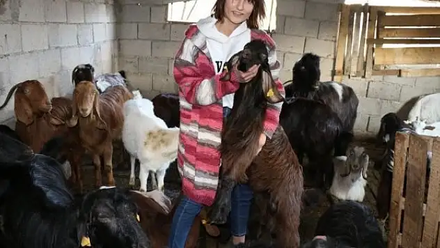 Halep keçileri yüz güldürüyor