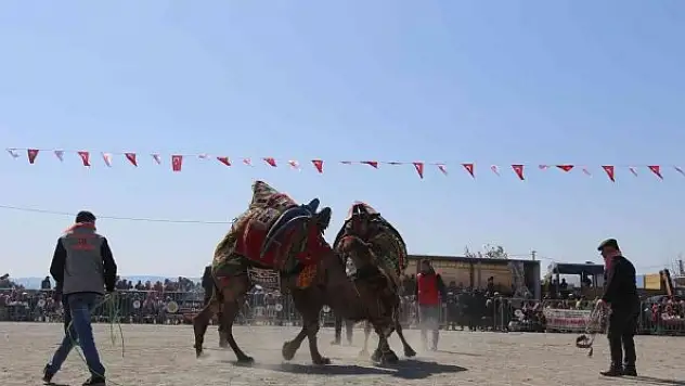 Efeler Deve Güreşi Festivali'ne yoğun ilgi