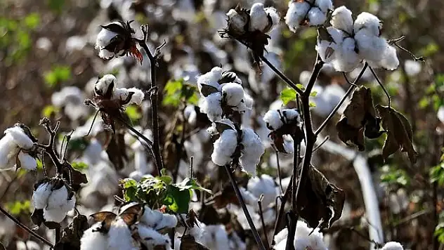 Pamuk fiyatları, yaklaşık 11 yılın zirvesini gördü