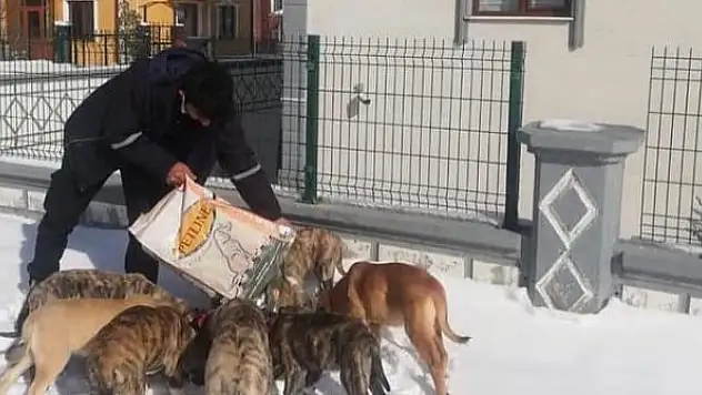 Sokak hayvanları için mama ve yem bırakıldı