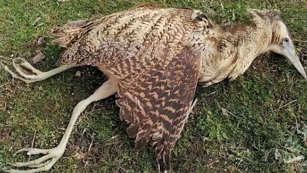 Nesli tükenmekte olan Balaban kuşu kurtarılamadı