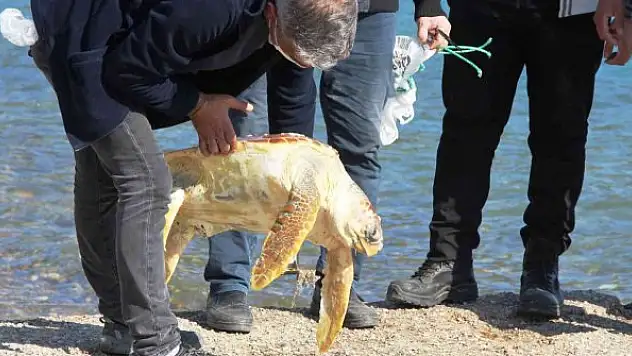 Ölü caretta caretayı görenler şoke oldu