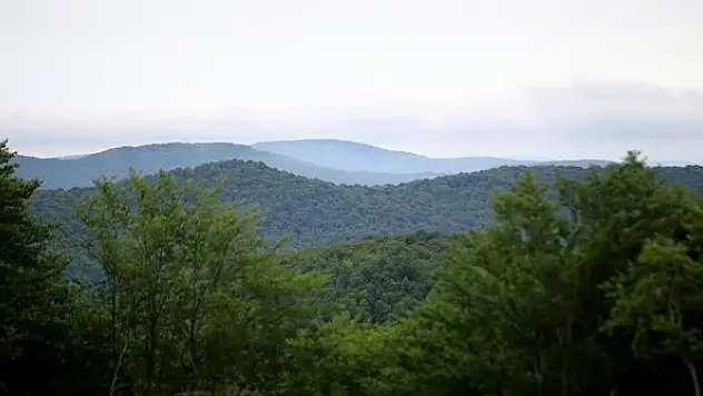 Türkiye'nin orman varlığı bir yılda 177 bin hektar arttı