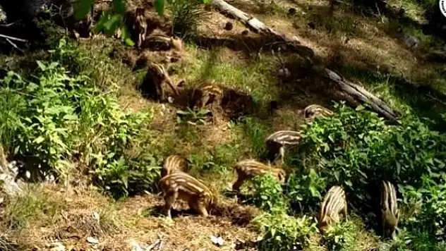 Yavru yaban domuzlarını doğal ortamlarında fotokapan görüntüledi