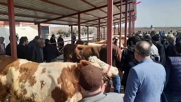 Canlı hayvan borsası açıldı