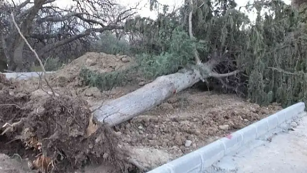 Asırlık servi ağacı rüzgara dayanamadı