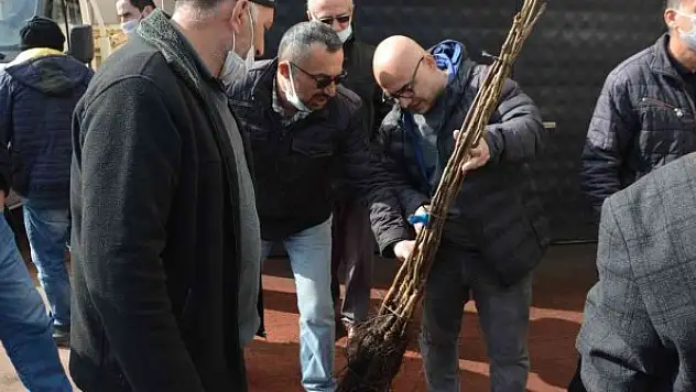 Çiftçilere aşılı ceviz fidanı dağıtıldı