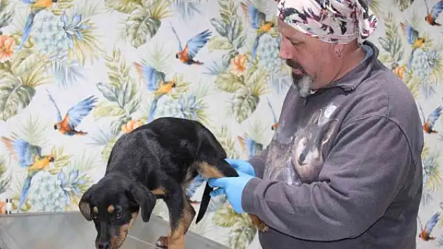 Köpeğe kan donduran işkence