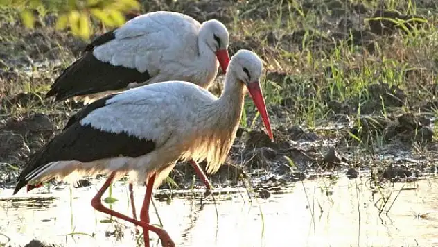 Hersek Lagünü 240 kuş türüne ev sahipliği yapıyor