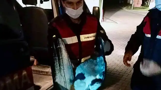 Yorgun düşen pelikanı Jandarma kurtardı