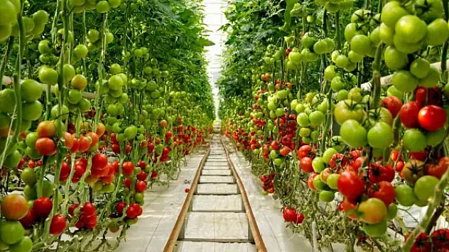 Çiftçilere özel zararlılarla mücadele desteği verilecek