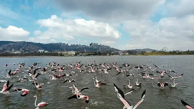 Flamingoların görsel şöleni