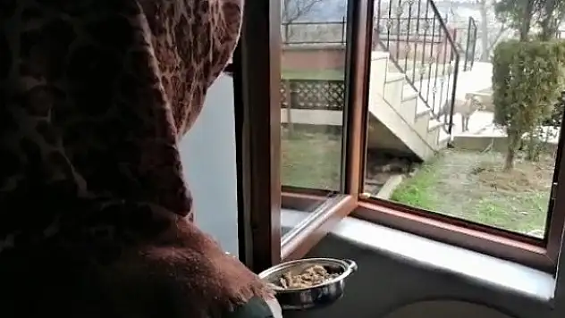 'O benim arkadaşım, uğurum' dediği tilkiyle diyaloğu tebessüm ettirdi