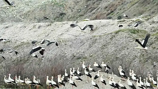 Leylekler için 'Göç Yolu Acil İniş Pisti' oluşturuldu