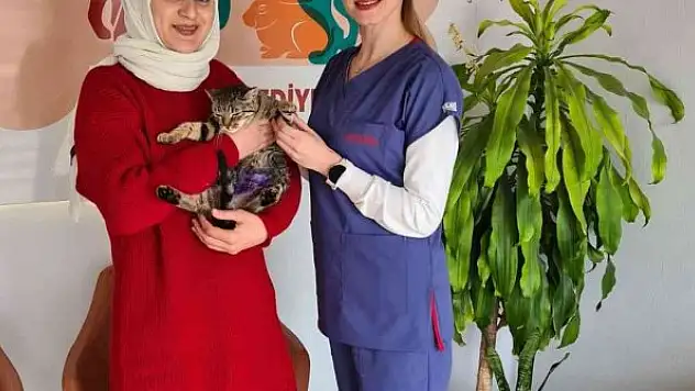 Tedavisi tamamlanan sokak hayvanları sıcak yuvalarına kavuşuyor