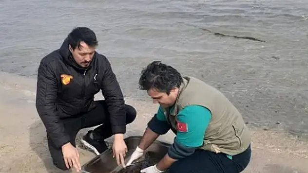 Kıyıya vuran yeşil deniz kaplumbağası kurtarıldı