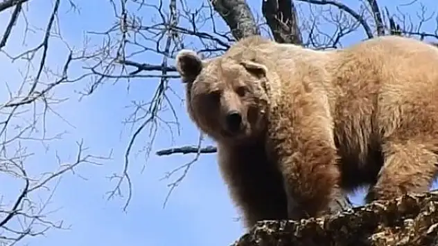 Bozayı doğa fotoğrafçısına 'poz verdi'