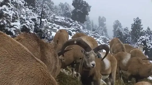 Anadolu yaban koyunlarının görüntüleri yemleme alanındaki fotokapana yansıdı