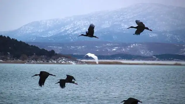 Beyşehir Gölü'ne kuş akını