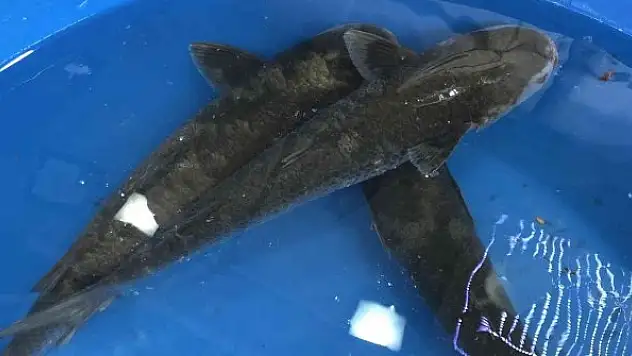 Canlı kefal tezgahta ilgi odağı oldu