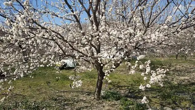 Badem ve kayısı ağaçları çiçek açtı