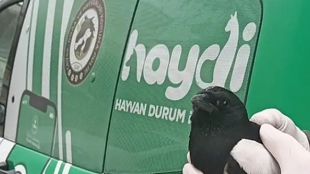 Polisten kargaya şefkat eli