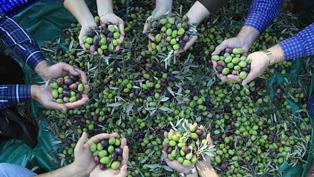 Zeytin verimsizliği masaya yatırıldı