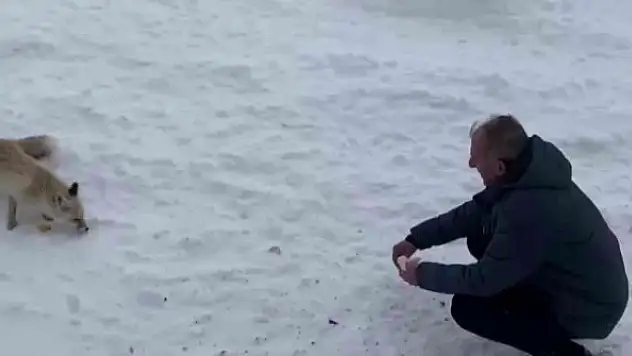 Karla kaplı arazide aç kalan tilkileri elleriyle beslediler