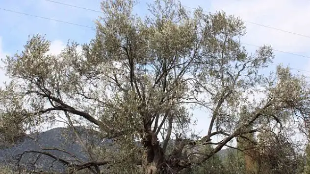 400 yıllık zeytin ağaçları ilçeye ışık oldu